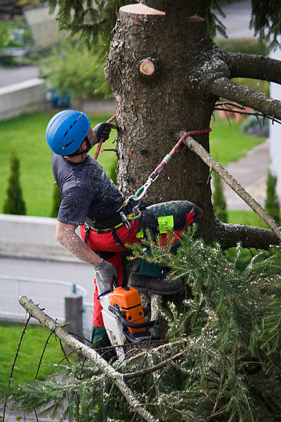 How Our Tree Care Process Works  in  Monroe, NC